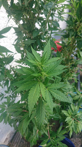 DSC5094