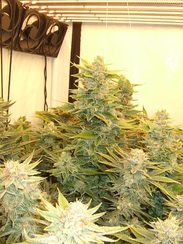 Growreport Bild 23