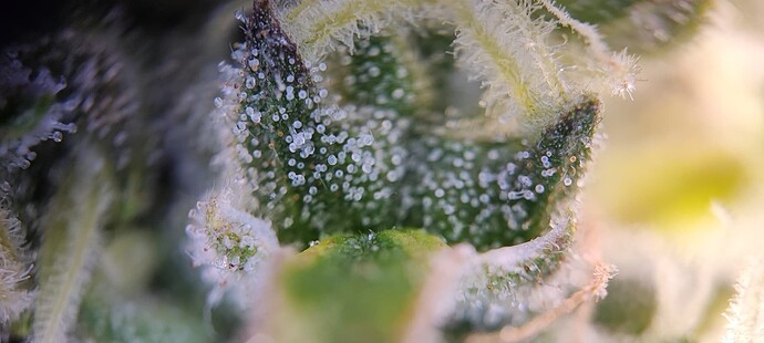 Growreport Bild 29
