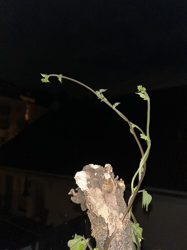 Growreport Bild 38