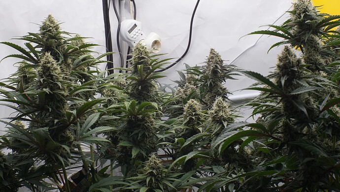 Growreport Bild 7