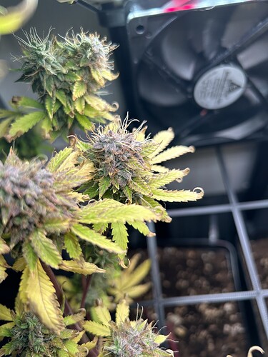 Growreport Bild 3