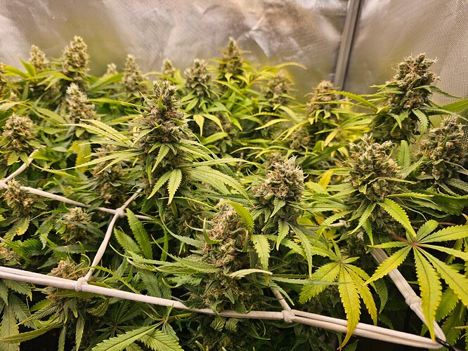 Growreport Bild 1