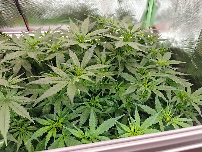 Growreport Bild 4