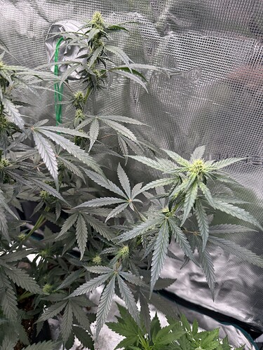 Growreport Bild 28