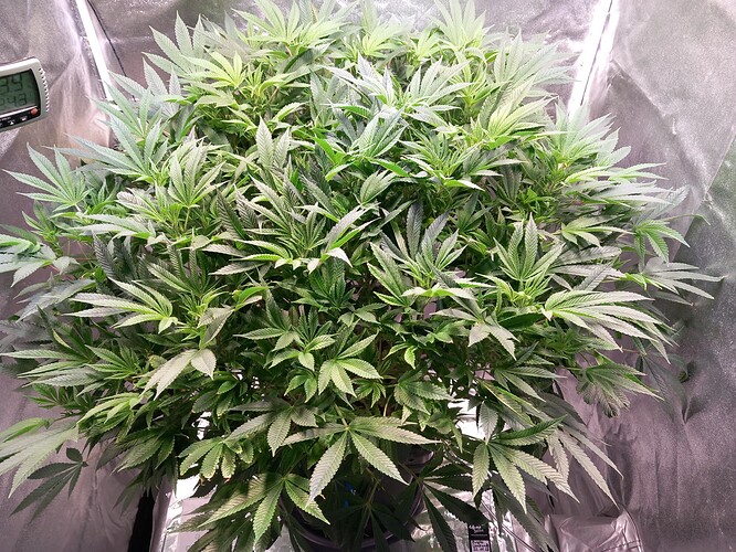 Growreport Bild 19