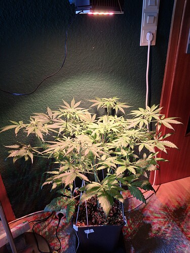 Growreport Bild 3