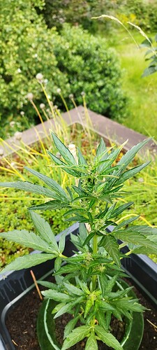 Growreport Bild 5