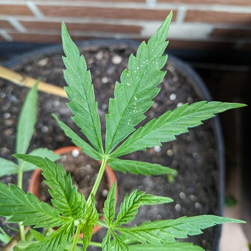 PXL_20240616_172123034