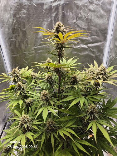 Growreport Bild 5