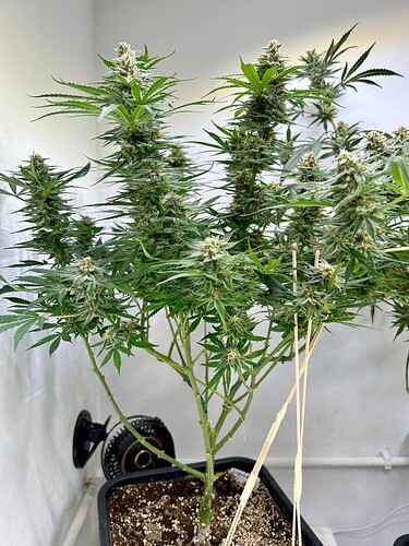 Growreport Bild 7