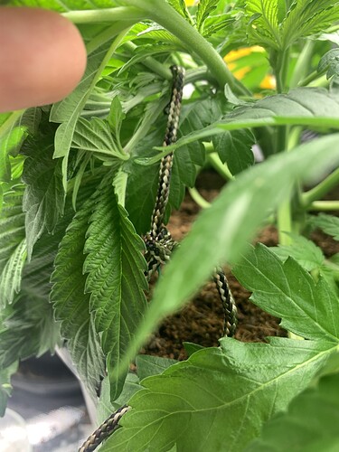 Growreport Bild 1