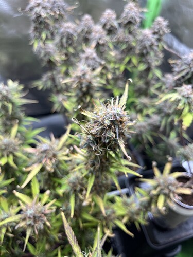 Growreport Bild 3