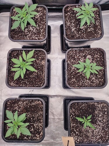 Growreport Bild 7