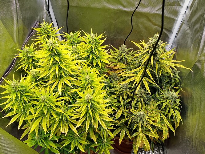 IMG_20240606_105712410_HDR