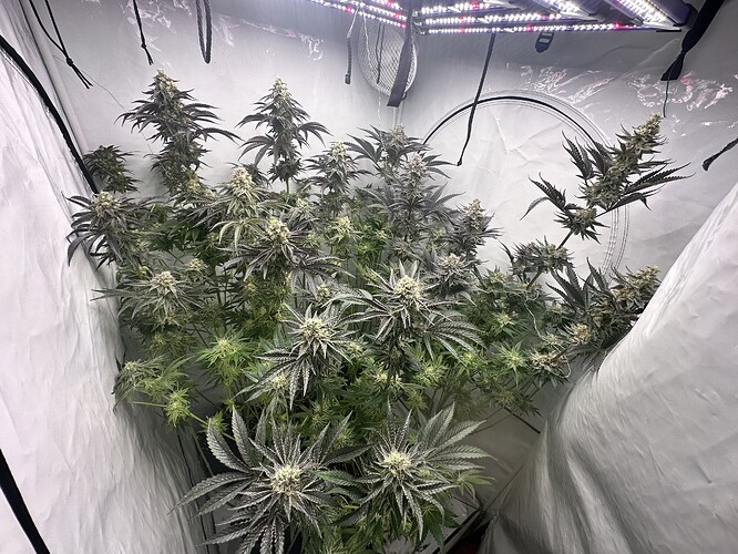 Growreport Bild 7