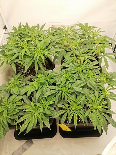 Growreport Bild 33