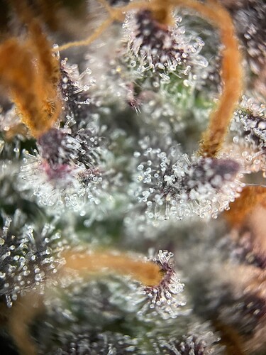 Growreport Bild 29