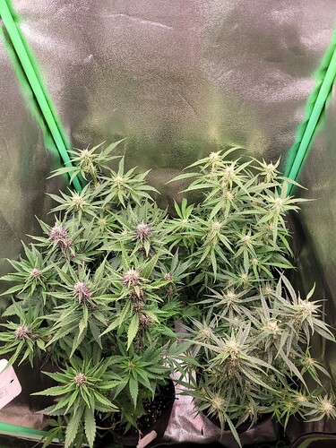 Growreport Bild 6
