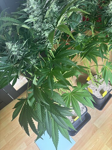 Growreport Bild 4