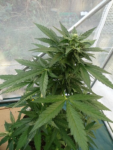 Growreport Bild 8