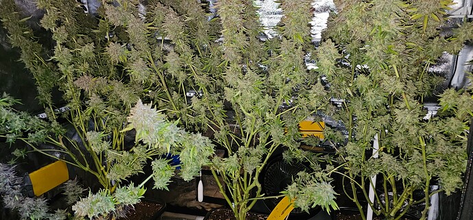 Growreport Bild 56