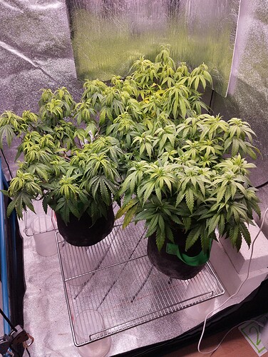 IMG_20241106_204504 - Kopie