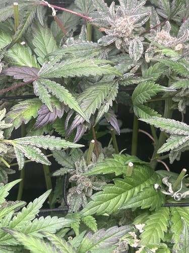 Growreport Bild 51