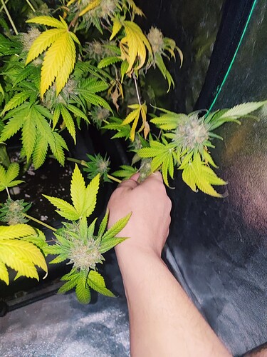 Growreport Bild 66