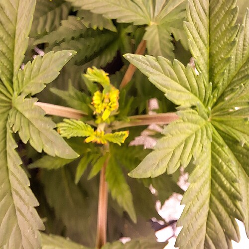 Nahaufnahme der Spitze einer Cannabispflanze im Wuchs mit jungen gelben Blütenansätzen und breiten grünen Blättern.