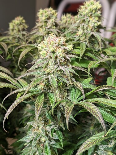 PXL_20240222_194235060.PORTRAIT