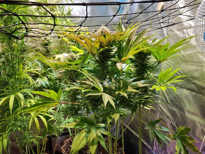 Mehrere Cannabis-Pflanzen in verschiedenen Wachstumsstadien, einige in Blüte, in einem Zelt.