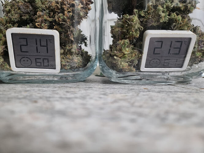 Zwei Gläser mit Cannabis-Buds, jeweils mit einem kleinen digitalen Hygrometer, das Temperatur und Luftfeuchtigkeit anzeigt.
