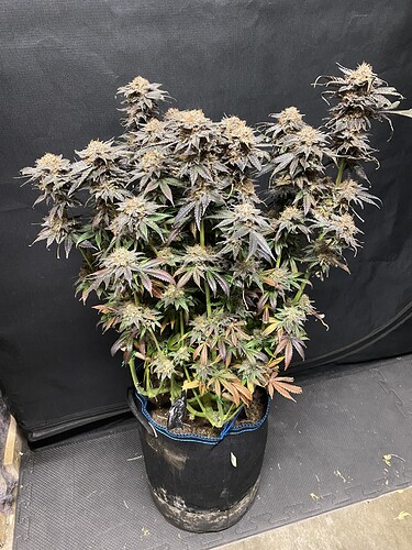 Growreport Bild 20