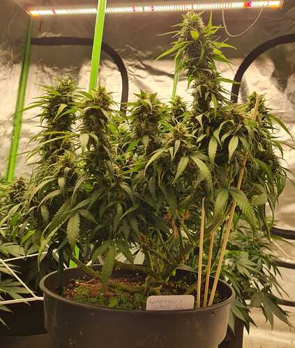 Growreport Bild 28
