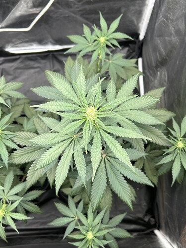 Growreport Bild 2
