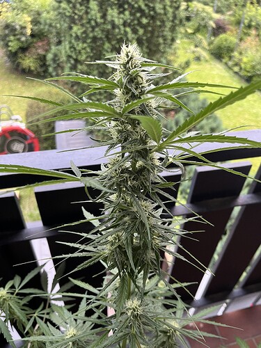 Growreport Bild 2