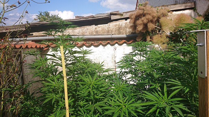 Growreport Bild 74