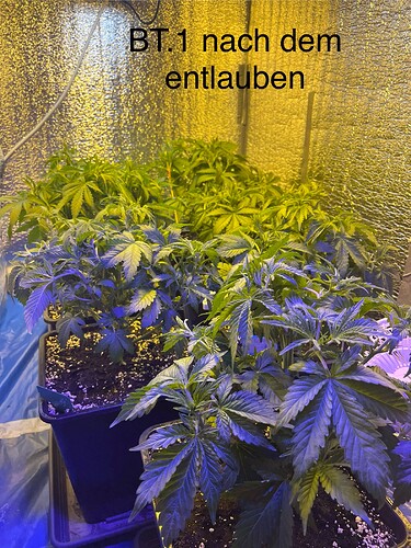 Growreport Bild 1