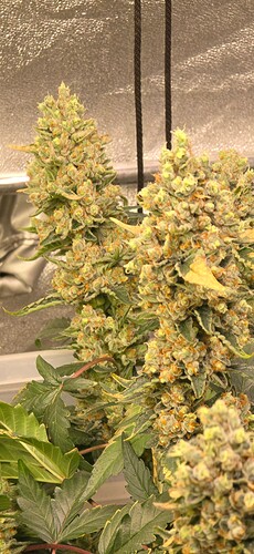 Growreport Bild 7