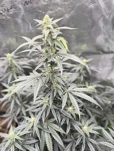 Growreport Bild 1