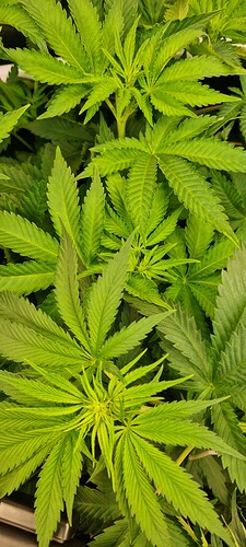 Growreport Bild 9
