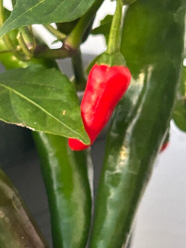 Growreport Bild 17