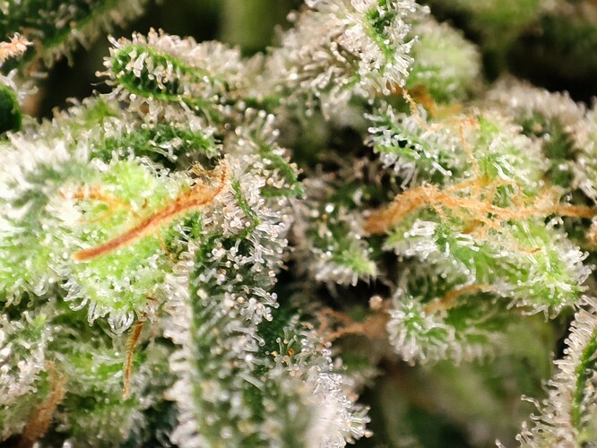 Growreport Bild 5