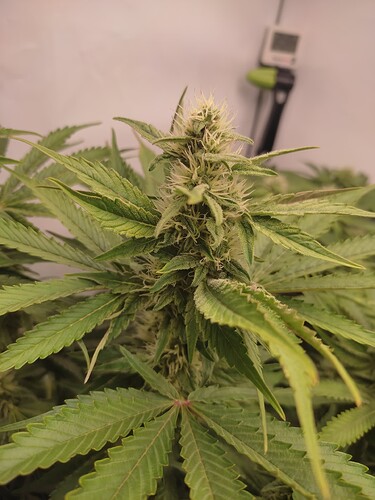 Growreport Bild 15