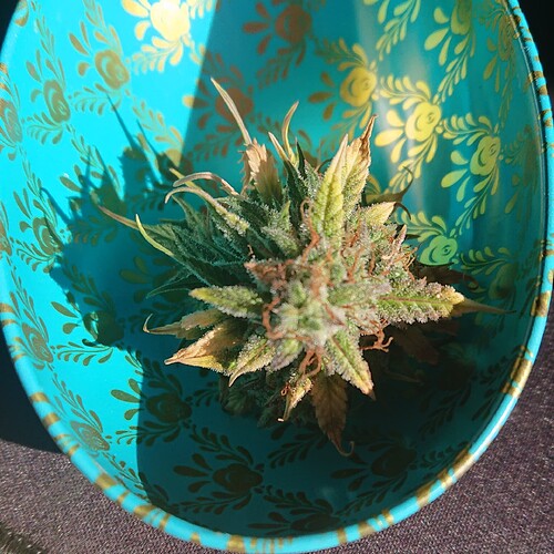 Growreport Bild 13