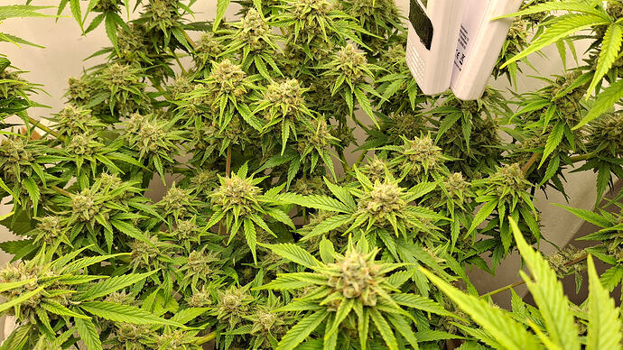 Growreport Bild 322