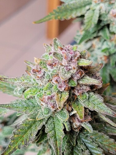 Growreport Bild 3