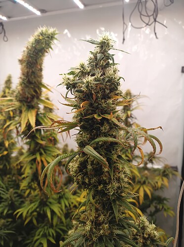 Growreport Bild 6