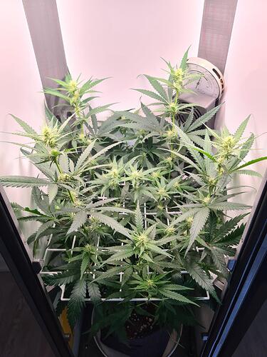 signal-2024-08-16-153517_004